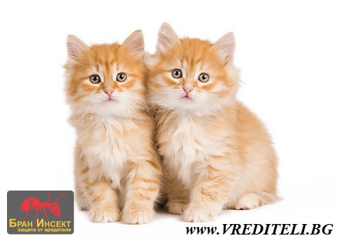 Най-опасните болести и зарази пренасяни от котките - Бран Инсект